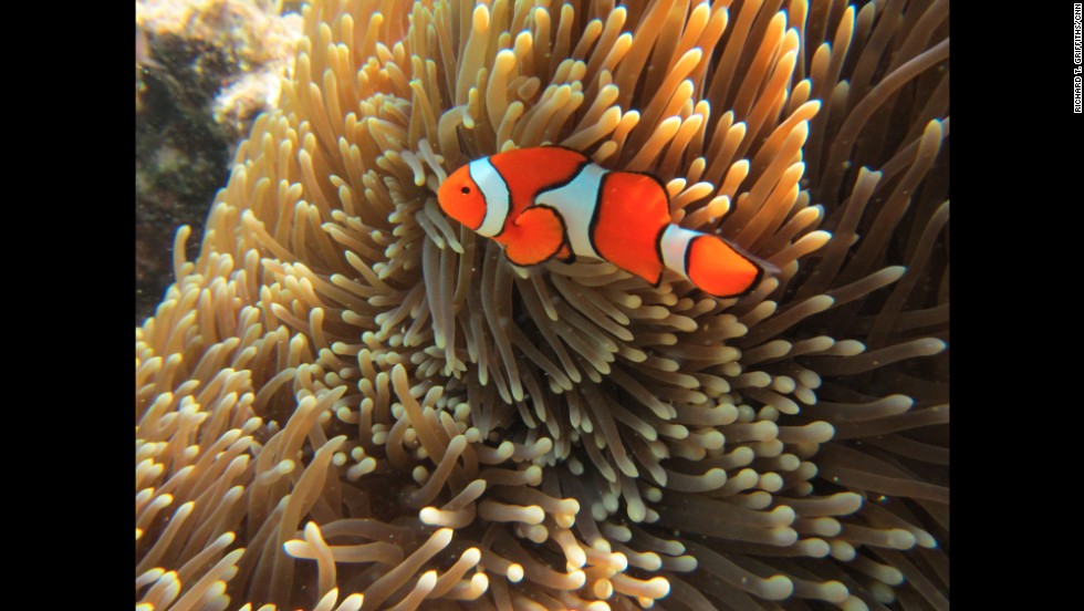 A clownfish swims in the Great Barrier Reef, a diverse ecosystem stretching 2,300 kilometers (1,429 miles) along the Queensland coast of Australia. A plan has been approved by the Australian government to dump 3 million cubic meters of dredge spoil in the Great Barrier Reef Marine Park. The proposal gained final approval by the Great Barrier Reef Marine Park Authority and is subject to &quot;strict conditions.&quot;