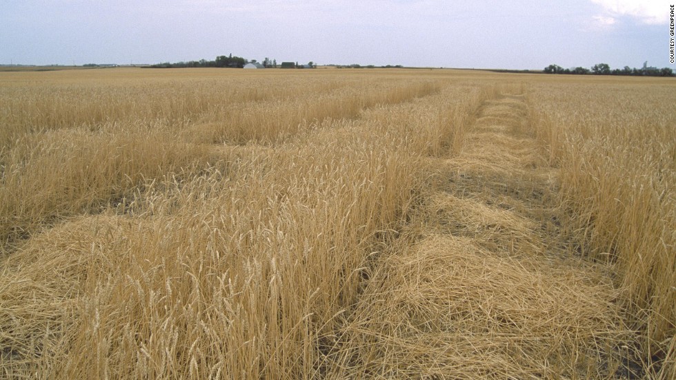 A number of countries have questioned the potential benefits of GM crops. Here, GM wheat fields grow in Saskatchewan, Canada. 