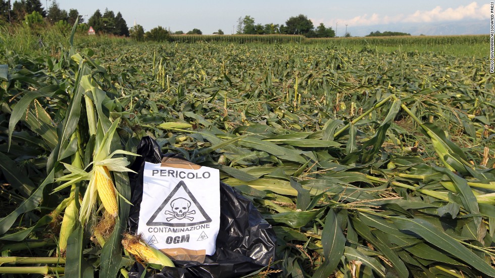 A sign, &quot;Danger, GMO contamination,&quot; is posted by almost an acre of nearly mature GM corn that earlier had been trampled by anti-GMO activists, near Pordenone, northern Italy, in 2010.