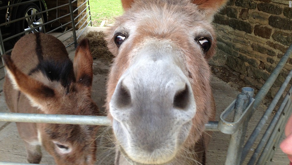 Stars of Formula One are raising money for Great Ormond Street Hospital Children&#39;s Charity by donating personal photographs which will be auctioned in central London Friday. &quot;This is a photo of my two miniature donkeys,&quot; explains Red Bull boss Christian Horner. &quot;Bobby is on the left and it&#39;s Betsy close up!&quot;