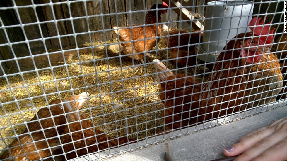 A pre-kindergarten student used Glass to record interactions with chickens while on a field trip to a farm.