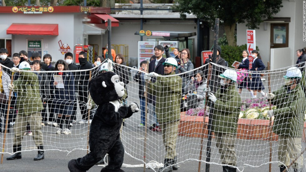 Visitors gaped as scores of helmet-wearing keepers surrounded the &quot;gorilla&quot; with cars and nets. 