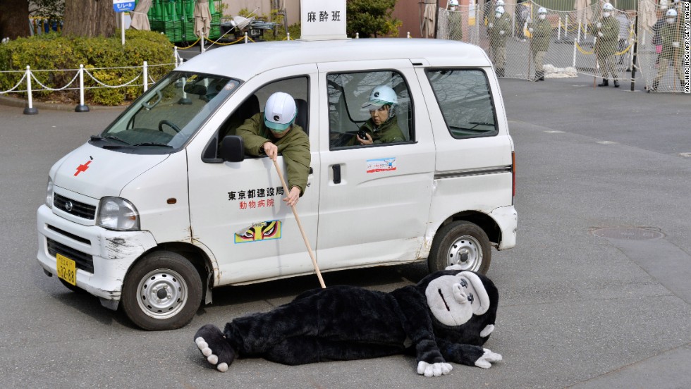 Staff at Japan&#39;s Ueno Zoo practiced capturing escaped animals by chasing around one of their colleagues wearing a gorilla suit.