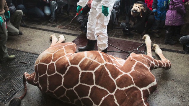 Zoo puts down healthy giraffe 