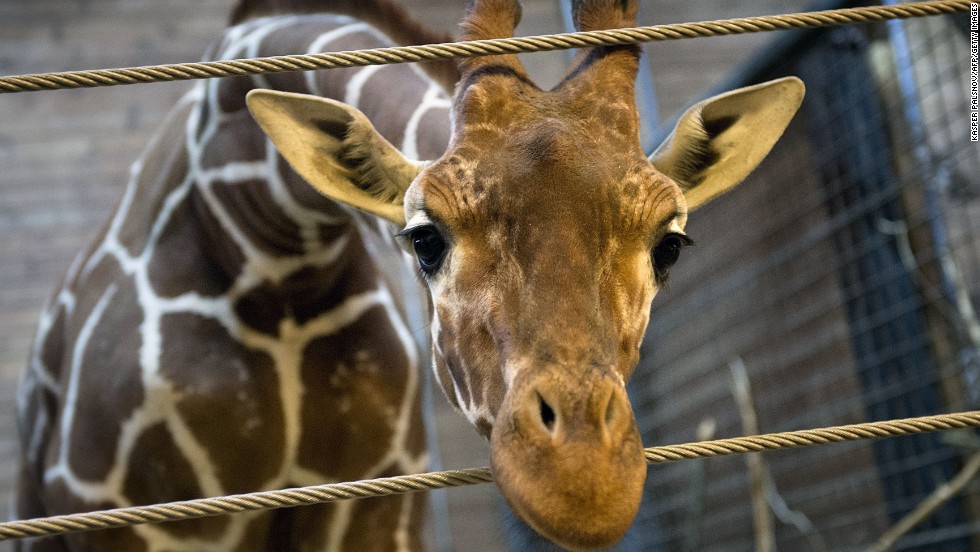 A Danish zoo has euthanized a healthy male giraffe, named Marius, saying it had a duty to avoid inbreeding. This photo of the giraffe was taken on February 7.  The 18-month-old giraffe was put down with a bolt gun on Sunday, February 9, according to a zoo spokesman.