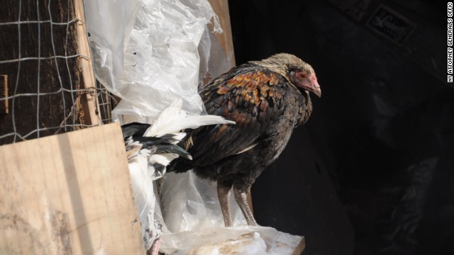 New York Cockfighting Bust Uncovers 3000 Birds And Yields 9 Arrests Cnn 