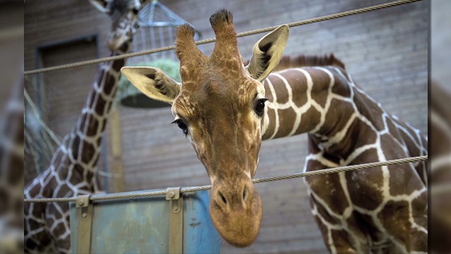 Danish Zoo criticized for killing giraffe