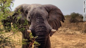 Elephants, rangers face growing threats in Chad