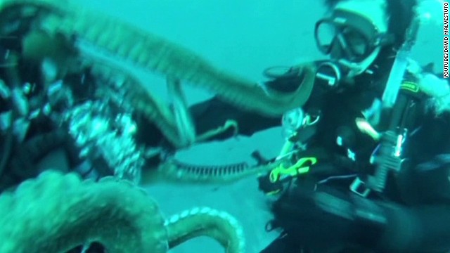 Octopus Snatches Divers Camera Cnn Video 2957