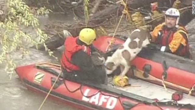 Dogs Rescued From Rising Floodwaters - CNN Video