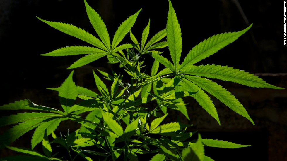 Between its outlaw image, controversial legal status and complex makeup -- the cannabis plant contains more than 400 individual chemicals -- marijuana's action in the brain and body is in many ways a mystery. The vast majority of studies on the drug have examined potential harm, as opposed to potential benefits. Even so, some medical uses are widely accepted and others are the subject of serious research. Here's a look at some potential uses of marijuana as medicine.