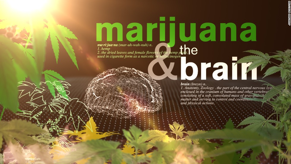 Your brain on marijuana