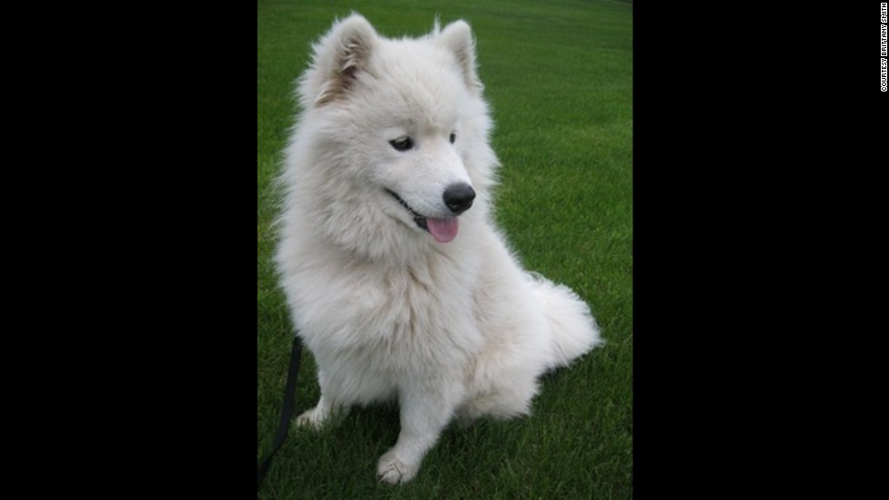 Brittany Smith, 23, is allergic to animal fur, but that doesn&#39;t stop her from being with her beloved Samoyed breed dog Lucky, whom she found at a rescue. &quot;I have never felt true, honest love except with him. When I have a long day at work or school and come home, he is always so excited to see me. When I&#39;m sad, he will cuddle with me,&quot; she said. 