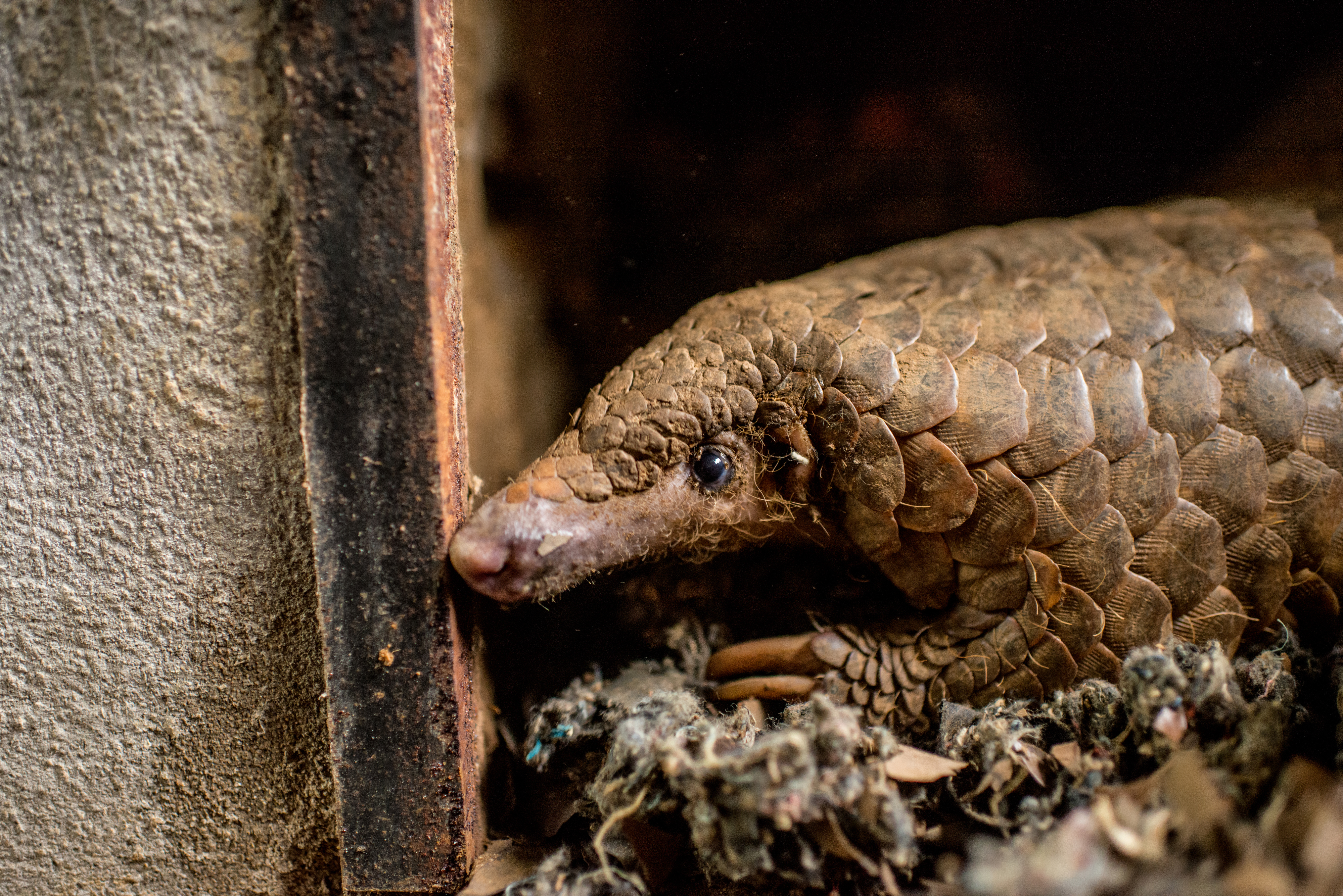 Sutter 7 Ways To Help Save The Pangolin Cnn