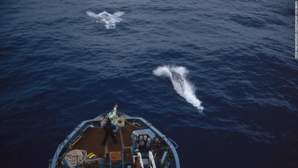 A crew member mans the harpoon on a Japanese whaling vessel in the Antarctic in 1993. Japan has gotten around the international ban on whaling by saying it&#39;s conducting &quot;scientific research,&quot; but the U.N. International Court of Justice banned the practice, ruling that the &quot;scientific research&quot; rationale is a smokescreen for commercial whaling.