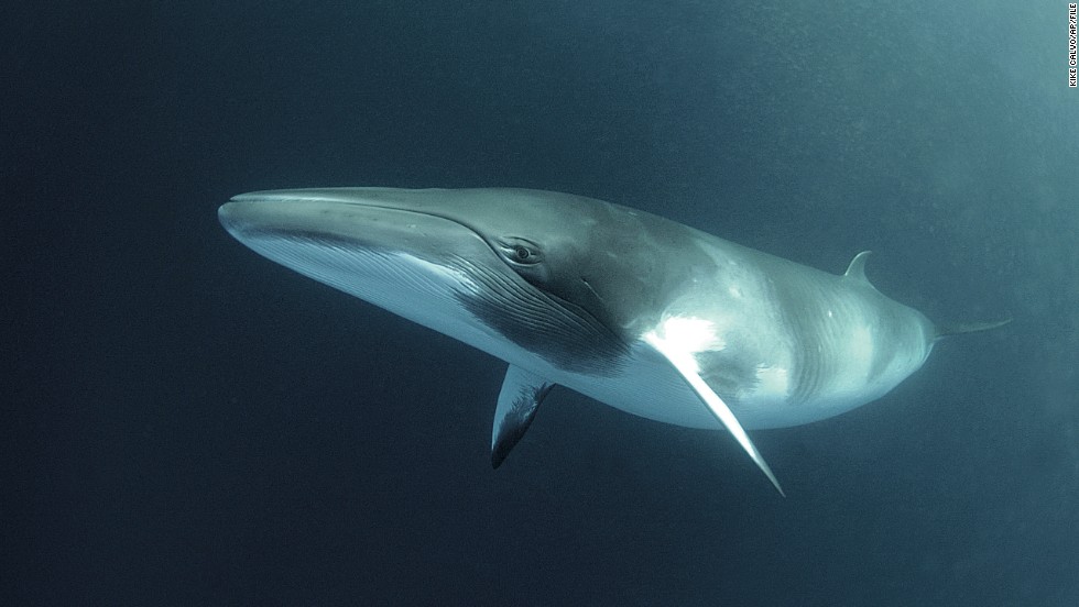 A dwarf minke whale swims in the Great Barrier Reef, Australia. Japan has killed 3,600 minke whales since 2005. The U.N. court noted Japan had produced only two peer-reviewed papers on minke whales since 2005 and thus &quot;the scientific output to date appears limited.&quot;&lt;br /&gt; 