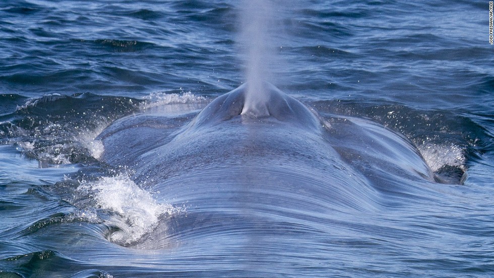 A blue whale comes up for air while feeding in Monterey Bay near Monterey, California, on July 1, 2012.