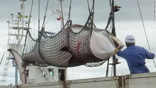 Japan pushing to resume whaling