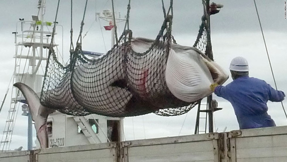 A minke whale is unloaded at a port in Kushiro, in the northernmost main island of Hokkaido, Japan, on September 2013. 