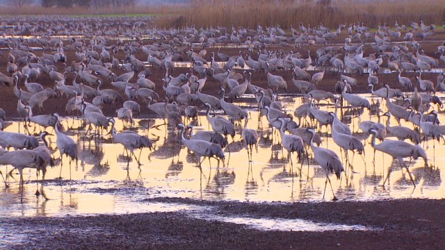 Millions of birds migrate in Galiliee