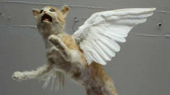 Apparently This Matters Crap Py Taxidermy Cnn