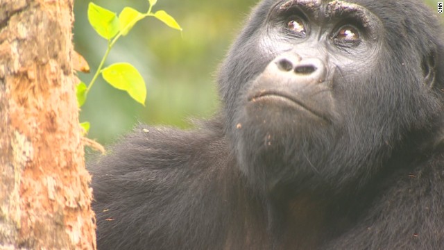 Rafiki: Killer Of Rare Silverback Gorilla Jailed For 11 Years - CNN