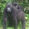 Rafiki: Killer Of Rare Silverback Gorilla Jailed For 11 Years - CNN