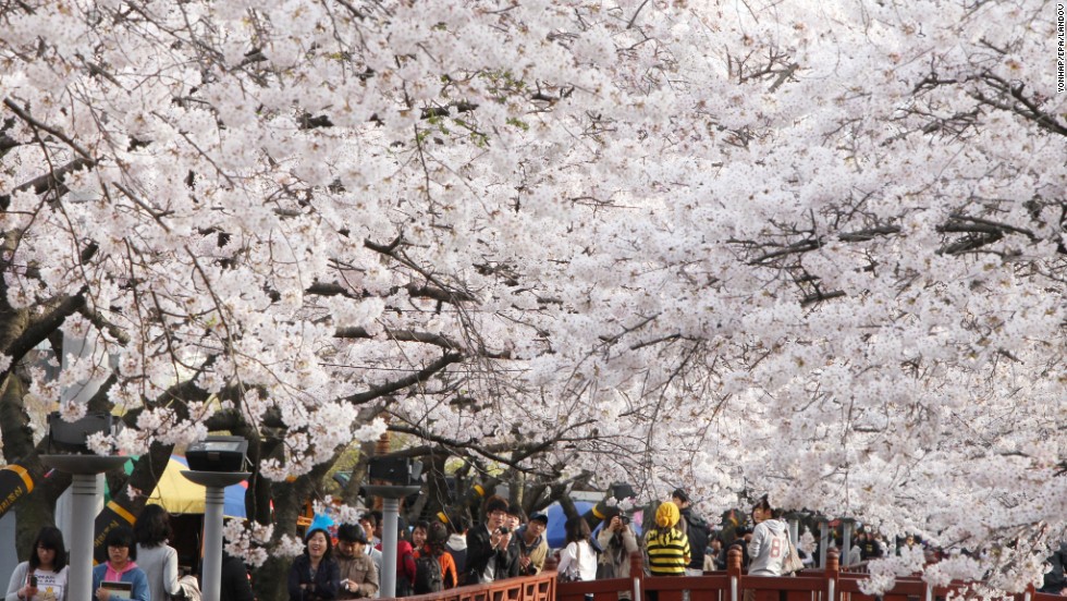 Cherry blossoms usher in spring in Jinhae in Changwon City, South Korea. The city&#39;s cherry blossom festival is South Korea&#39;s largest.