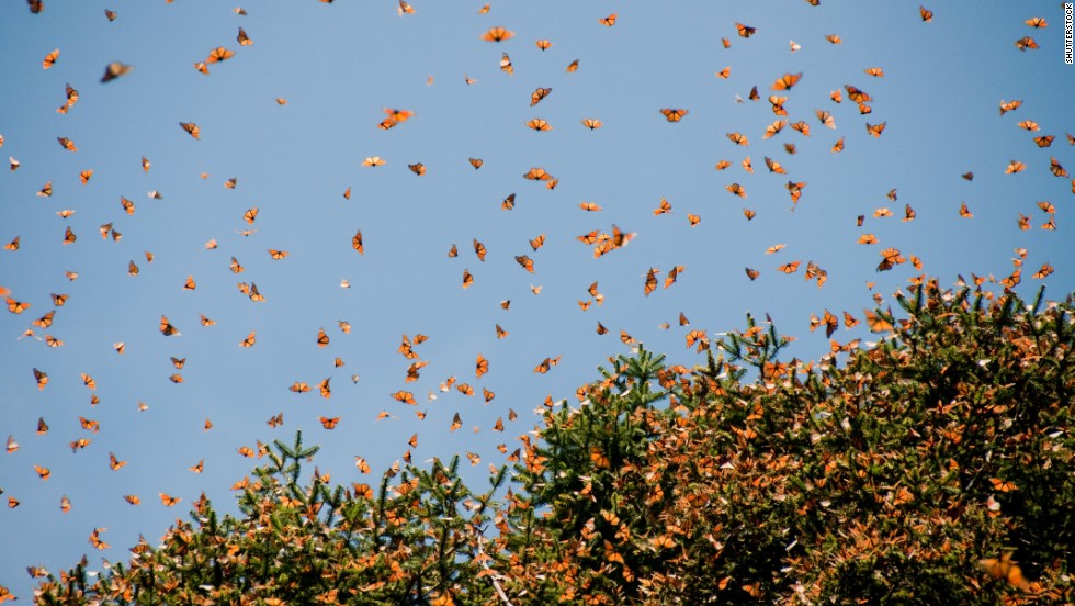 The Monarch Butterfly Biosphere Reserve in Mexico&#39;s Michoacan state is a winter home to tens of millions of butterflies.