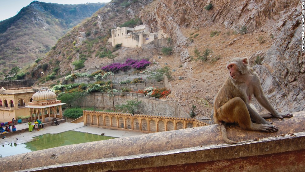 Sometimes nature and man-made endeavors overlap, as is the case at the Galtaji temple complex near Jaipur, India. One of the temples is known as Monkey Temple after the area&#39;s resident monkey tribes.