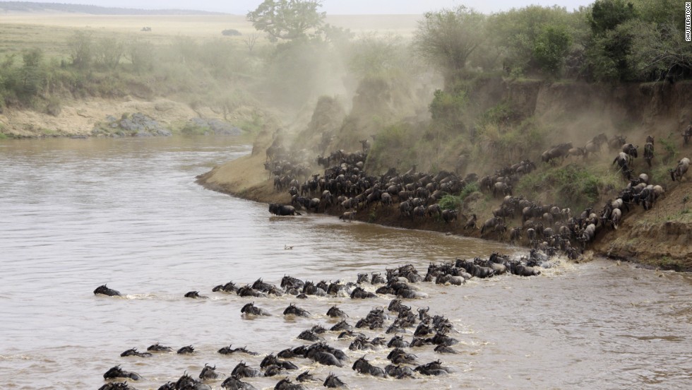 Wildebeest cross the Masai Mara River in Kenya. More than a million travel between Tanzania and Kenya each year during the Great Migration in search of food, water and breeding grounds.