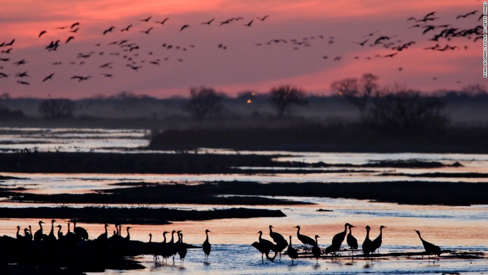 Hundreds of thousands of sandhill cranes migrate each year and many gather in early spring on the Platte River in Nebraska.