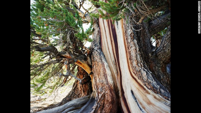 Bristlecone Pine. Up to 5,000 years old. White Mountains, California.