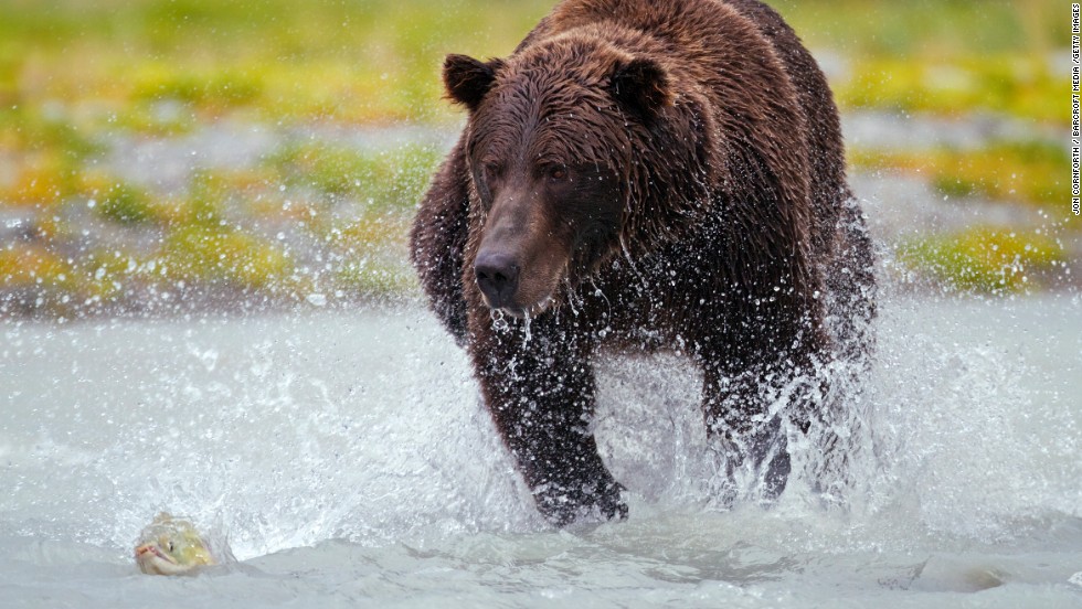 At Alaska&#39;s Katmai National Park a brown bear grapples with his slippery dinner. The sockeye salmon run starts here in late June and the bears come out for dinner.