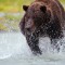 katmai park restricted