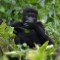 Rafiki: Killer Of Rare Silverback Gorilla Jailed For 11 Years - CNN