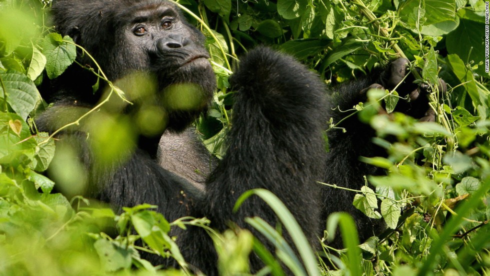 A silverback mountain gorilla inside Uganda&#39;s Bwindi National Park, home to about half of the world&#39;s mountain gorilla population. 