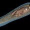 british museum ct scan mummy 3d visualization Tamut