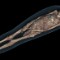 british museum ct scan mummy 3d visualizaton of Tamut body