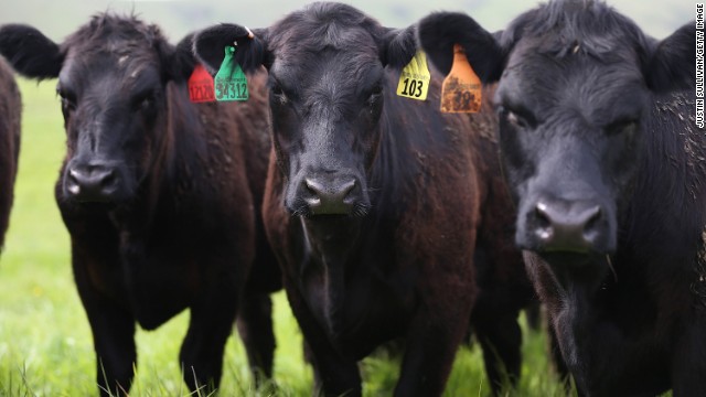 Research shows that conventional methods of raising beef are environmentally harmful.