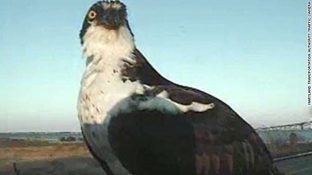 Birds take over Maryland traffic cameras