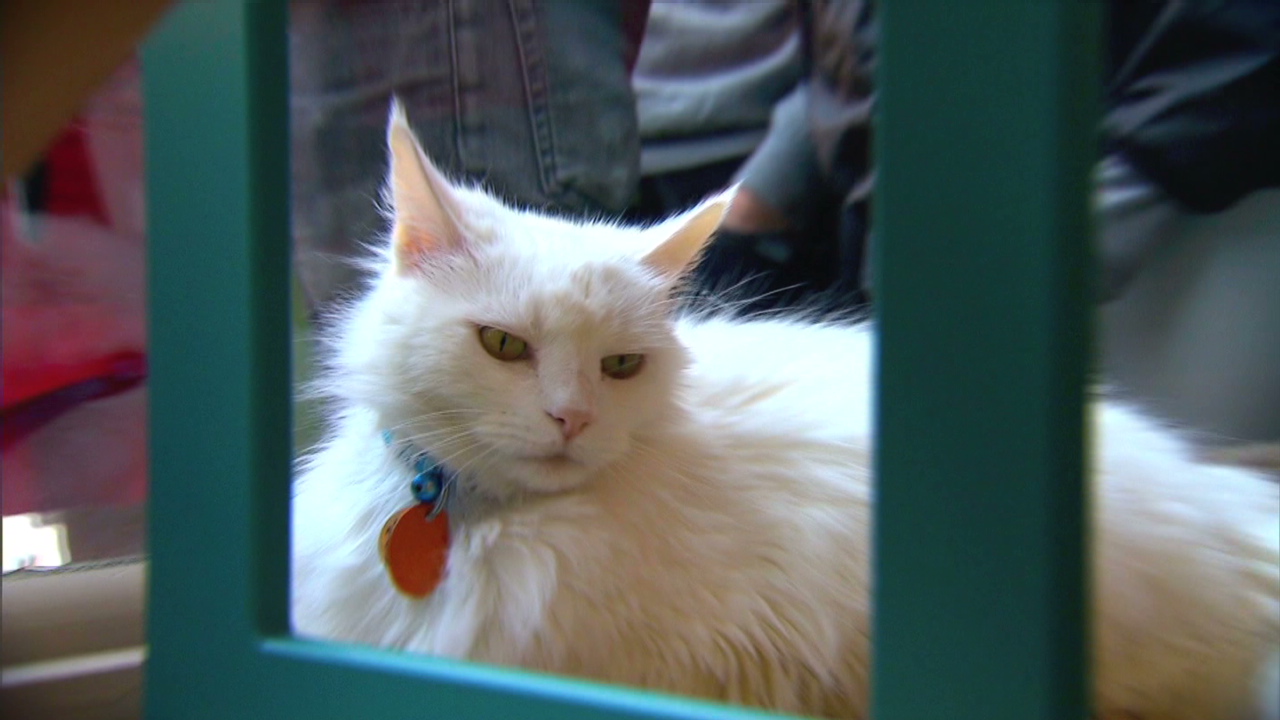 Cat Cafe Unites Friends Of Felines In New York Cnn