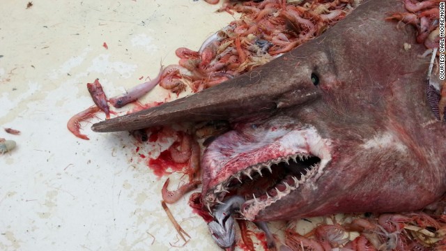 A shrimp fisherman caught a rare goblin shark off Key West.