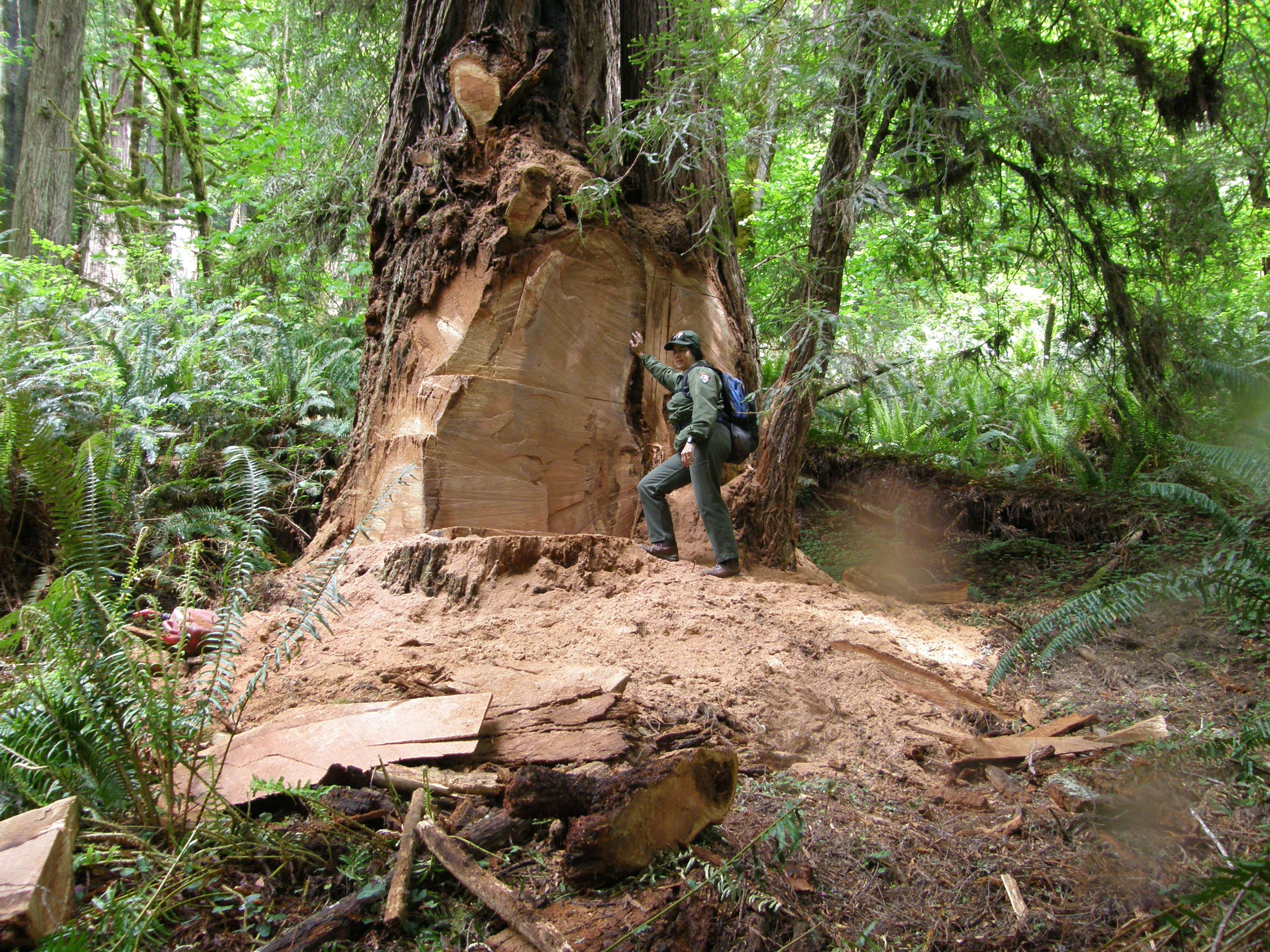 Poachers Take Chunks From California Redwoods Putting Them At Risk Cnn