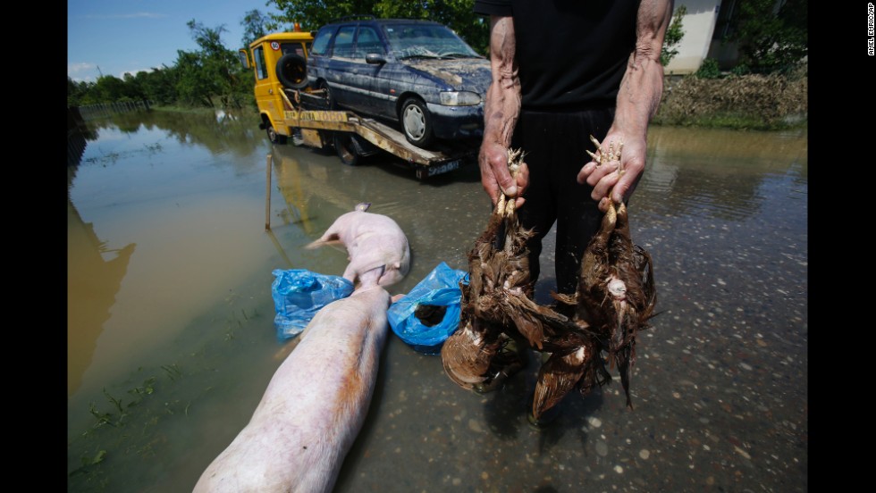 A man holds dead livestock near Samac, Bosnia-Herzegovina, on May 20.