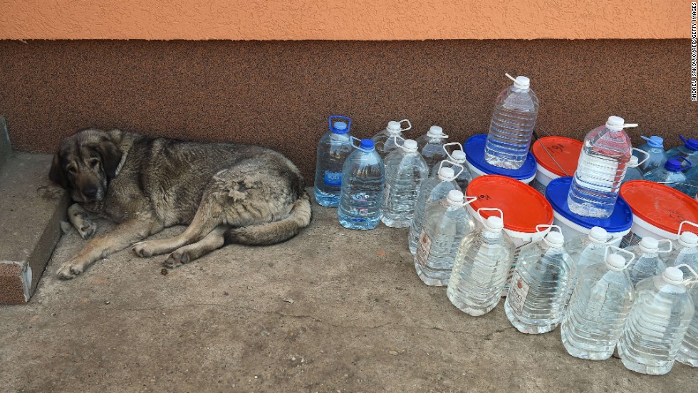 A rescued dog rests in an animal shelter in Drazevac, Serbia, on May 21.