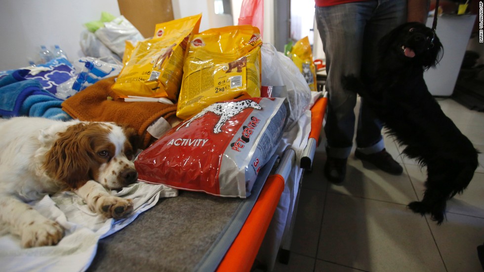 Dogs from the flood-hit town of Obrenovac stay in a shelter in Belgrade, Serbia, on May 22. 