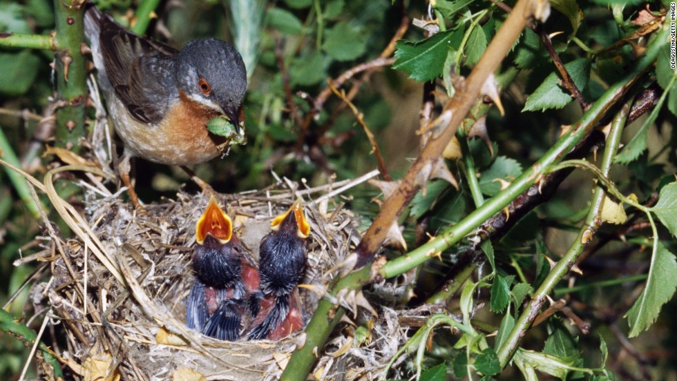 A subalpine warbler feeds its chicks at the nest. 