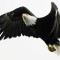 02 birds - eagle 