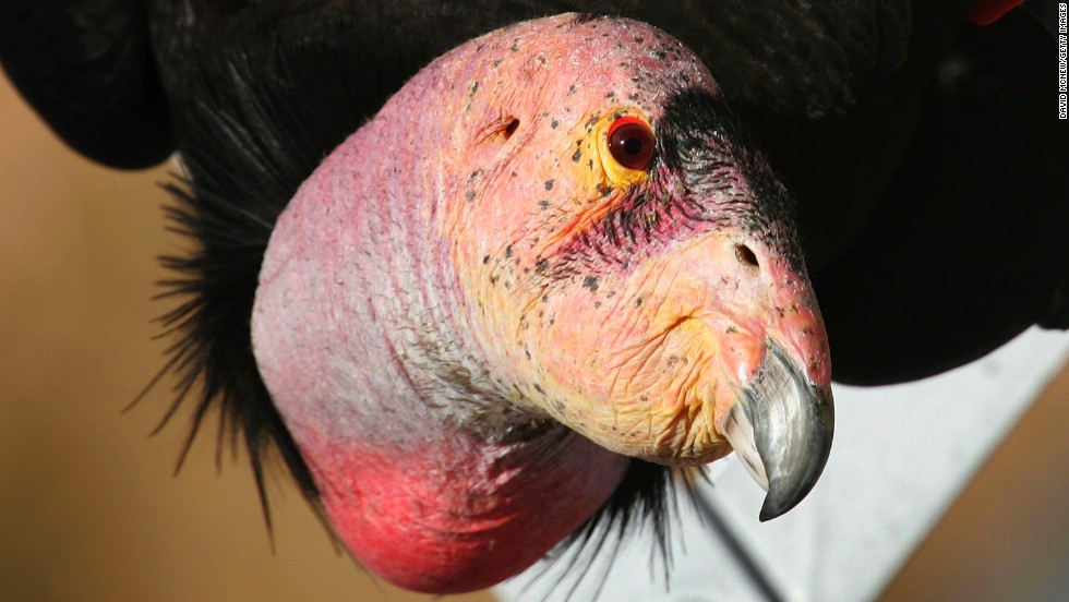 A rare and endangered California condor in Marble Gorge, east of Grand Canyon National Park in Arizona. 